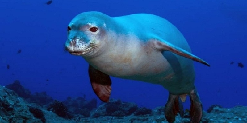 На Кипре родились редкие средиземноморские тюлени-монахи