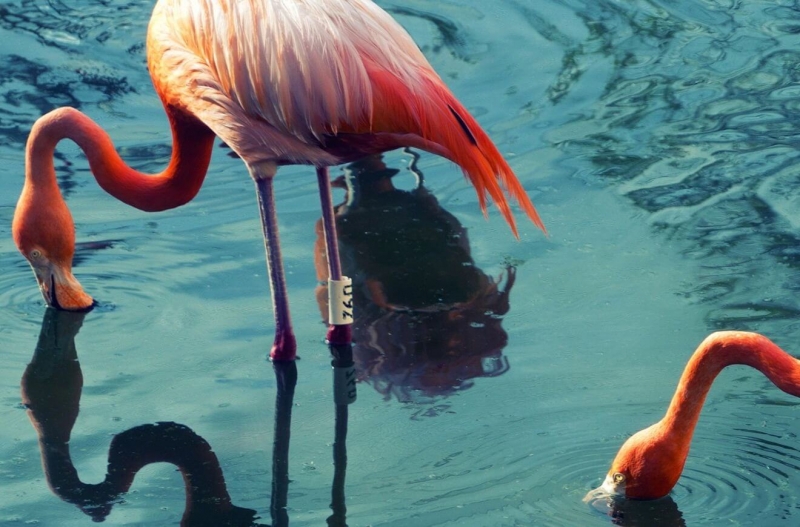 На соляном озере Ларнаки продолжают погибать фламинго