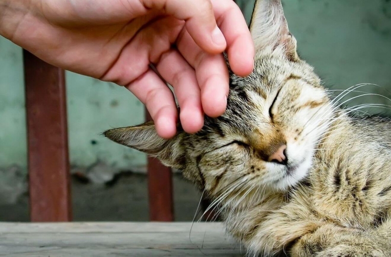 На Кипре запущена программа стерилизации бездомных кошек