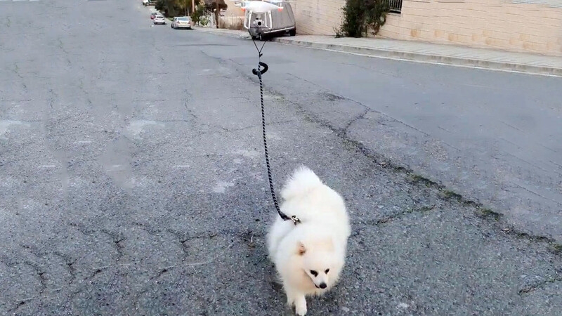 Житель Лимассола устроил своей собаке прогулку с дроном