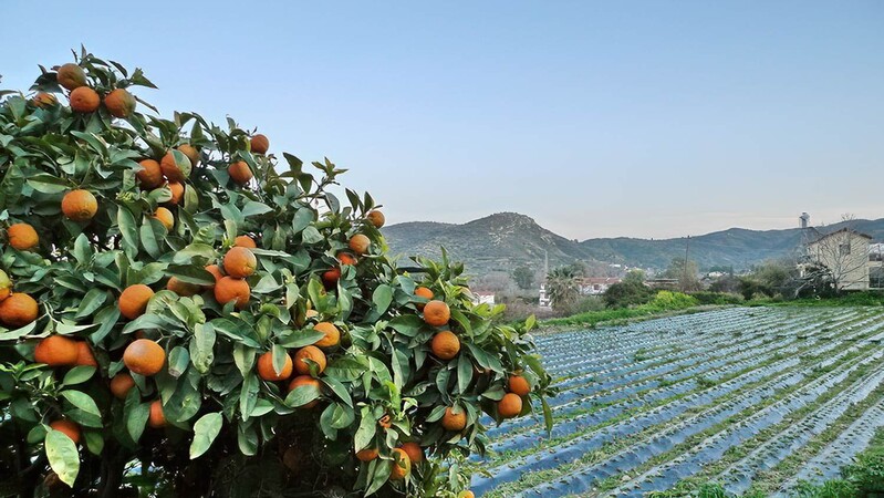 Беженцы смогут внести свой вклад в сельское хозяйство Кипра