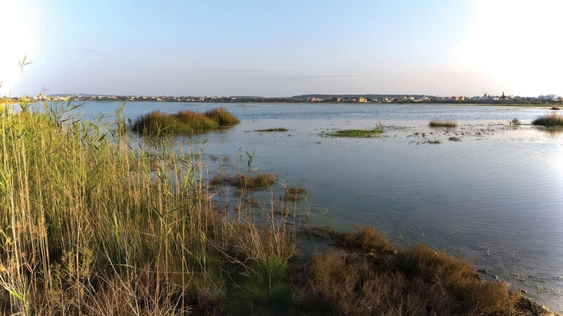 BirdLife Cyprus вновь призывает защитить озеро Паралимни
