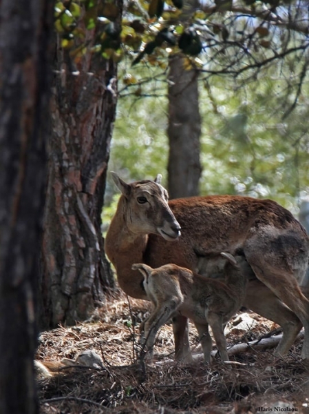 Департамент лесного хозяйства Кипра опубликовал уникальное фото с муфлонами