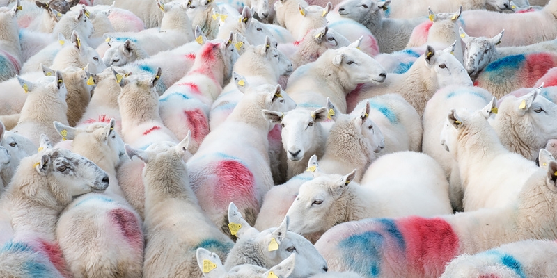 Еврейская община выступила за кошерную бойню кипрских овец
