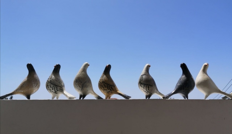 Кипрская художница создала птиц, символизирующих надежду, мир и свободу