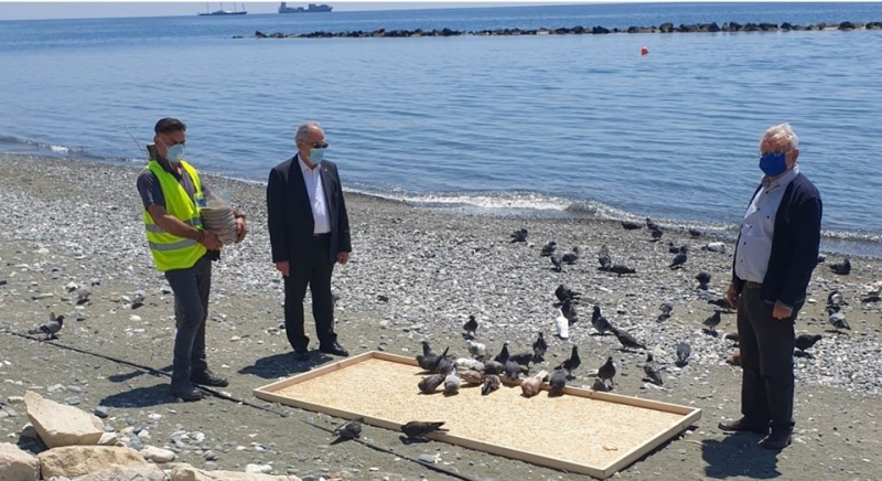 
Муниципалитет Лимассола построил пляжные кормушки для голубей
