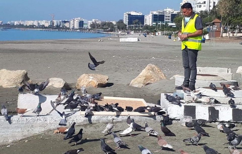 
Муниципалитет Лимассола построил пляжные кормушки для голубей
