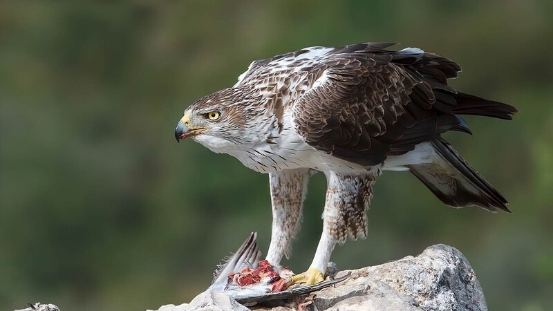 На Кипре начали отслеживать передвижение исчезающего орла Бонелли