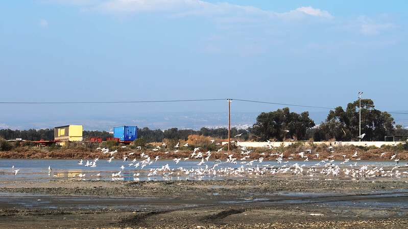 BirdLife против застройки в районе Акротири