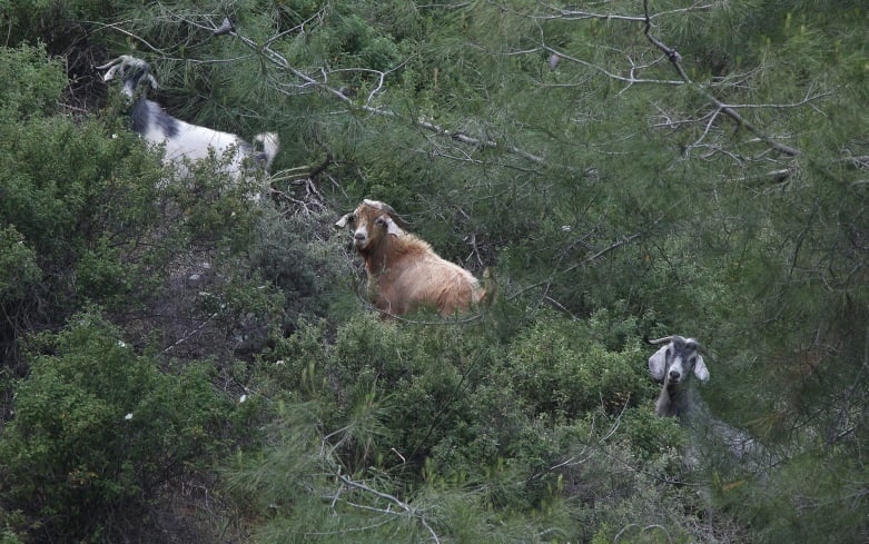 Дикие лесные козы Кипра атаковами города