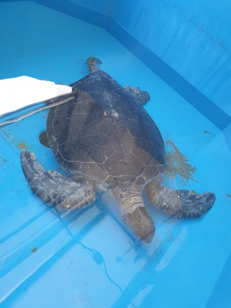 На побережье Ларнаки нашли огромную черепаху