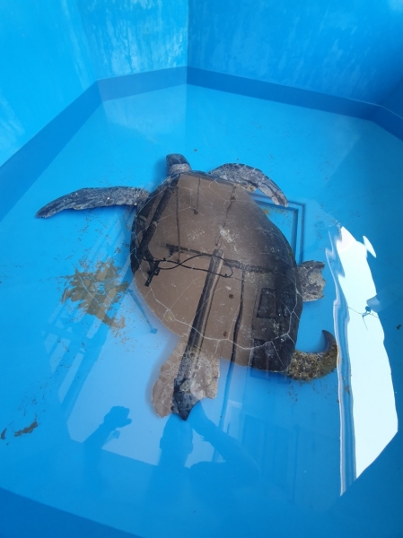 На побережье Ларнаки нашли огромную черепаху