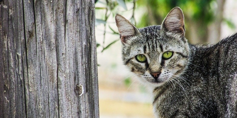 На стерилизацию кипрских кошек выделено 75000 евро