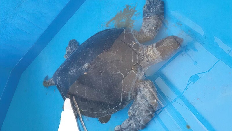 Найденная на пляже Кити черепаха выздоравливает