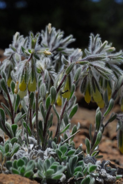 
Оносма из Троодоса — красивый майский цветок
