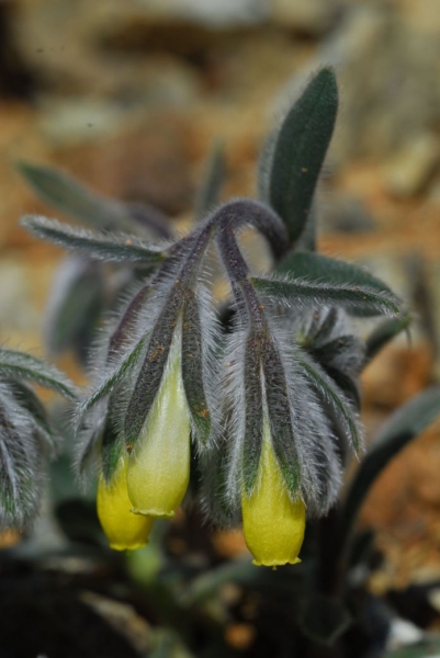
Оносма из Троодоса — красивый майский цветок
