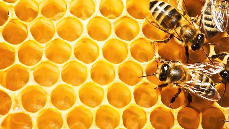 Пчеловодам Кипра необходимо защитить своих пчел от огня и жары