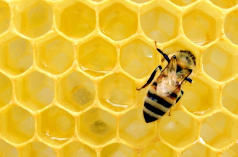 Пчеловодам Кипра посоветовали защитить своих пчел от огня и жары