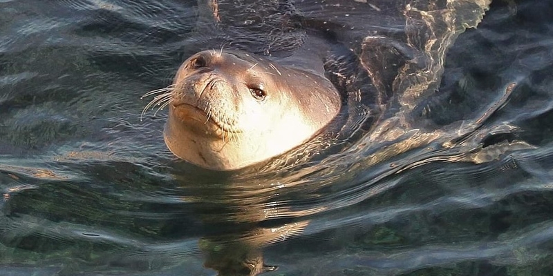 Самка тюленя оплыла Кипр в поисках жениха