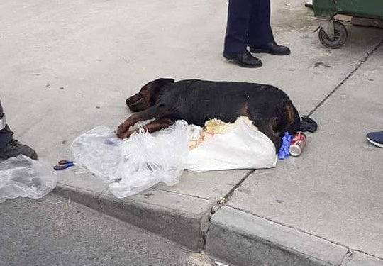 Шок! Житель Кипра выкинул в мусорный бак окровавленную собаку