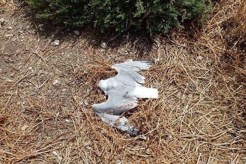 У Акамаса обнаружили десятки мертвых птенцов чаек 