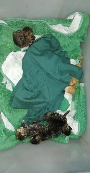 В Ларнаке живых котят выбросили в мусорный бак, упаковав в полиэтиленовый пакет