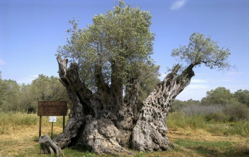 
В лесном пожаре погибло многовековое оливковое дерево
