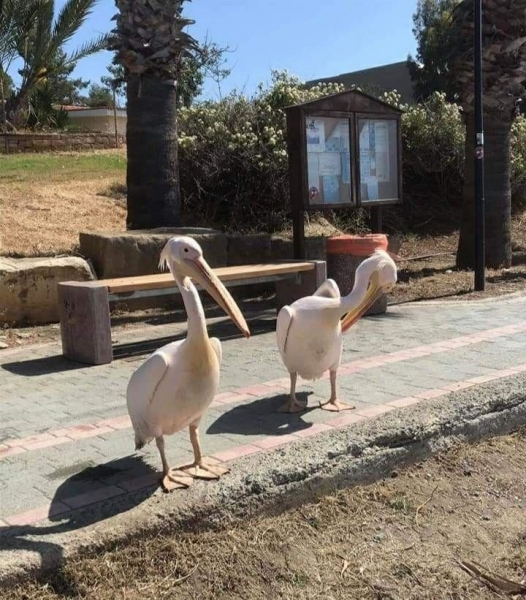 В Лимассоле у моря гуляют пеликаны