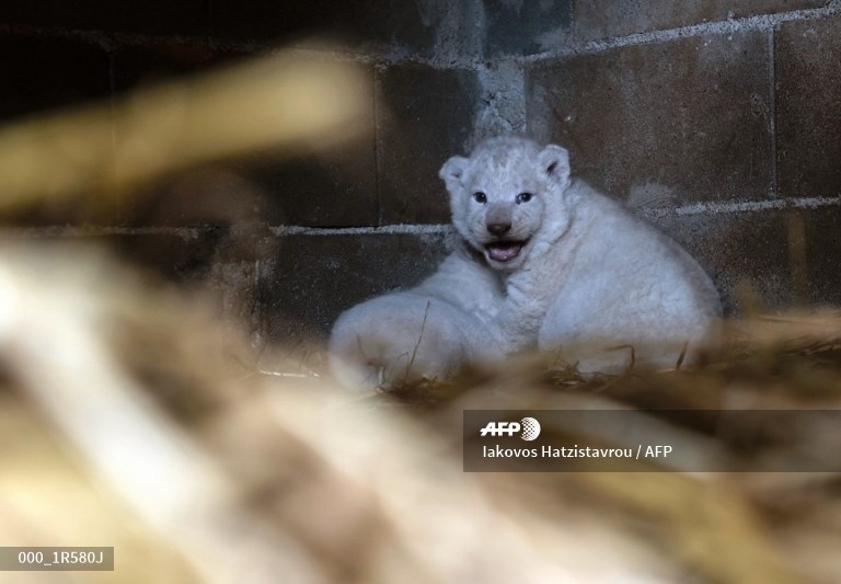 Зоопарк Пафоса объявил конкурс на лучшие имена для львят