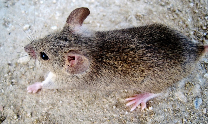 А вы знали, что мыши попали в Европу с Кипра 6500 лет назад