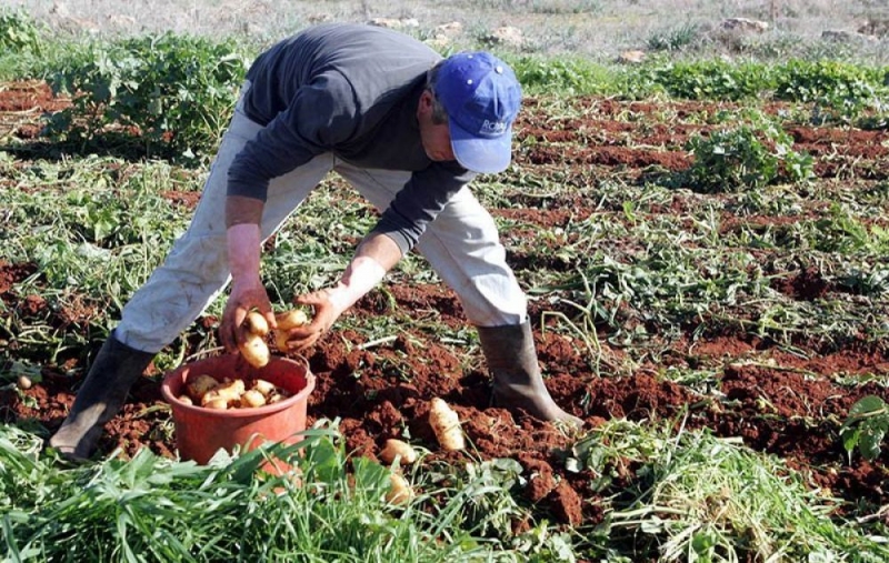 
Кипрский картофель защитят от подделок

