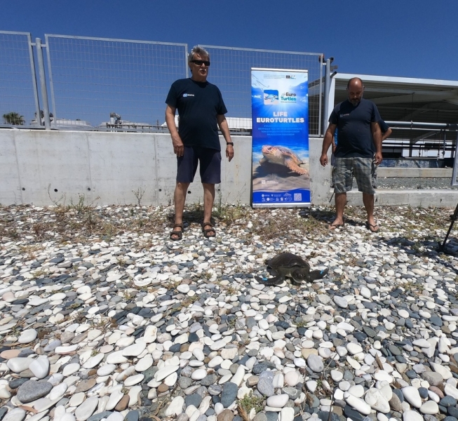 На Кипре в море была выпущена черепаха Элпида