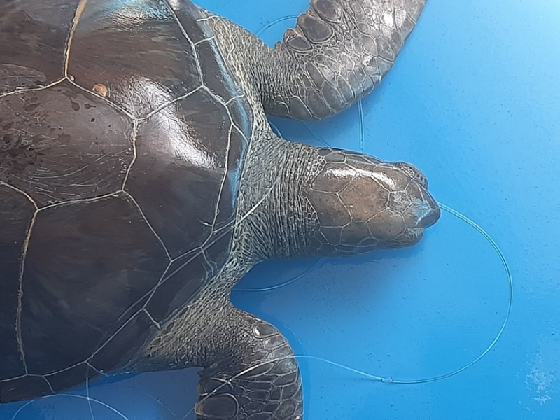 На Кипре в море была выпущена черепаха Элпида