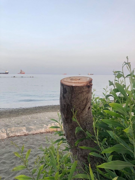 
На побережье Лимассола срубили деревья
