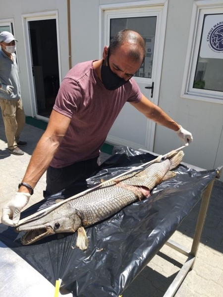 На Северном Кипре поймали рыбу-чудовище