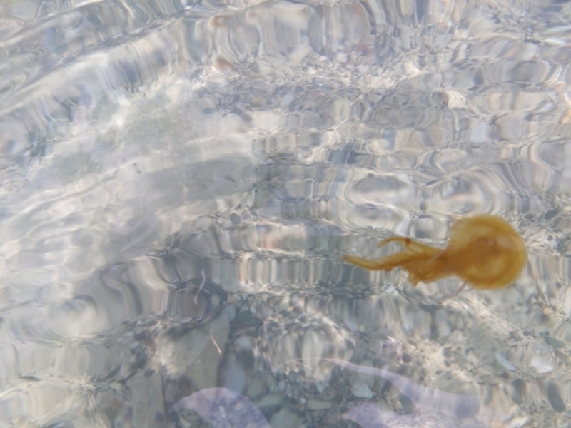 Осторожно! Пляжи Кипра атаковали медузы