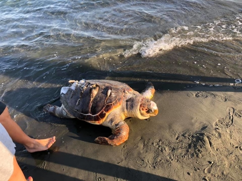 В Лимассоле найдена мертвая черепаха с проломленным панцирем