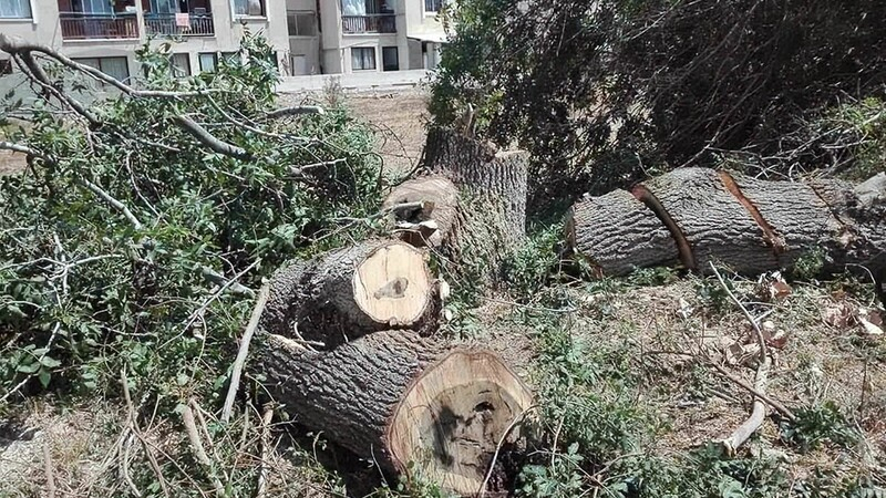 В Пафосе взялись за незаконную вырубку деревьев