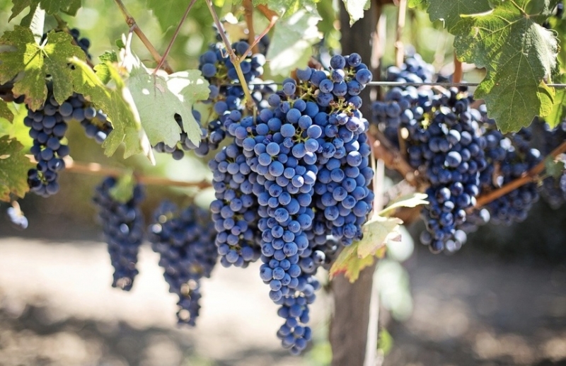 Винодельни Кипра страдают от избытка вина