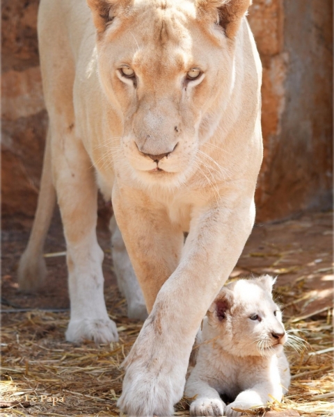 Зоопарк Пафоса объявил результаты конкурса на лучшие имена для львят