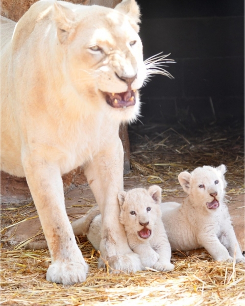 Зоопарк Пафоса объявил результаты конкурса на лучшие имена для львят
