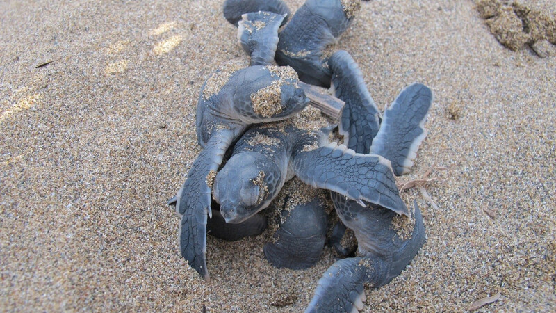 Киприотов просят позаботиться о морских черепахах
