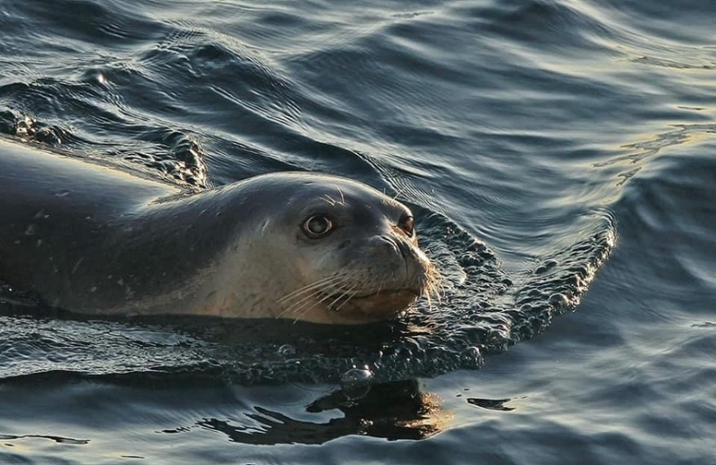 Кипрские тюлени — самые фотогеничные в мире! (фото) 