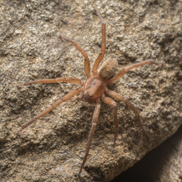 
На Кипре — 449 видов пауков. Есть ли ядовитые?
