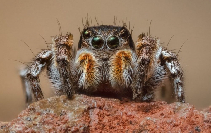
На Кипре — 449 видов пауков. Есть ли ядовитые?
