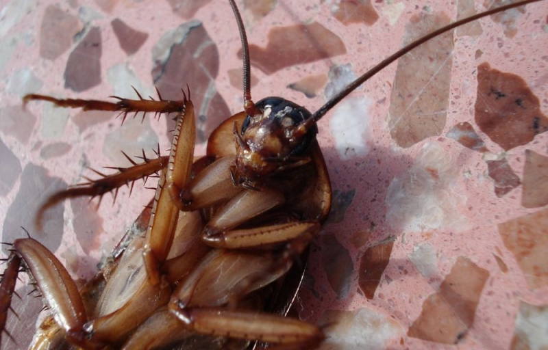 
На Кипре нашествие тараканов
