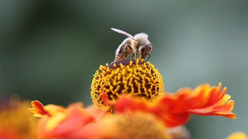 Парк для бабочек и пчёл в Никосии