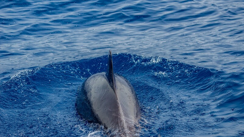 Потрясающее видео с дельфинами у берегов Ларнаки