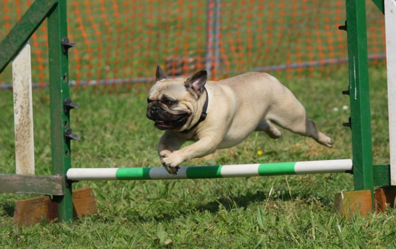 
В Лимассоле построят первый тренировочный парк для собак
