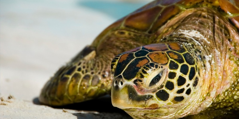 В Лимассоле спасли пойманную на крючок черепаху
